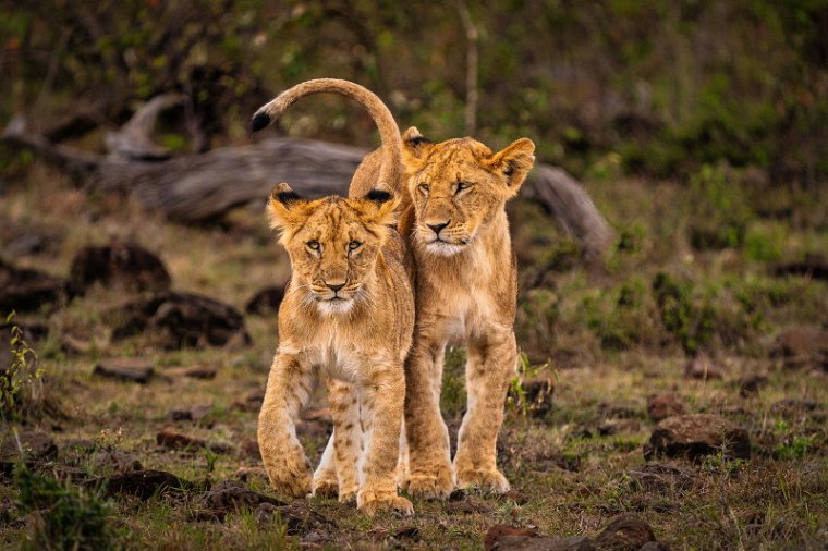 100 Masai Mara, leeuwen.jpg